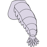 Tail: Shrimp